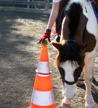 Centre Equestre de Wismes - stages de FÃ©vrier